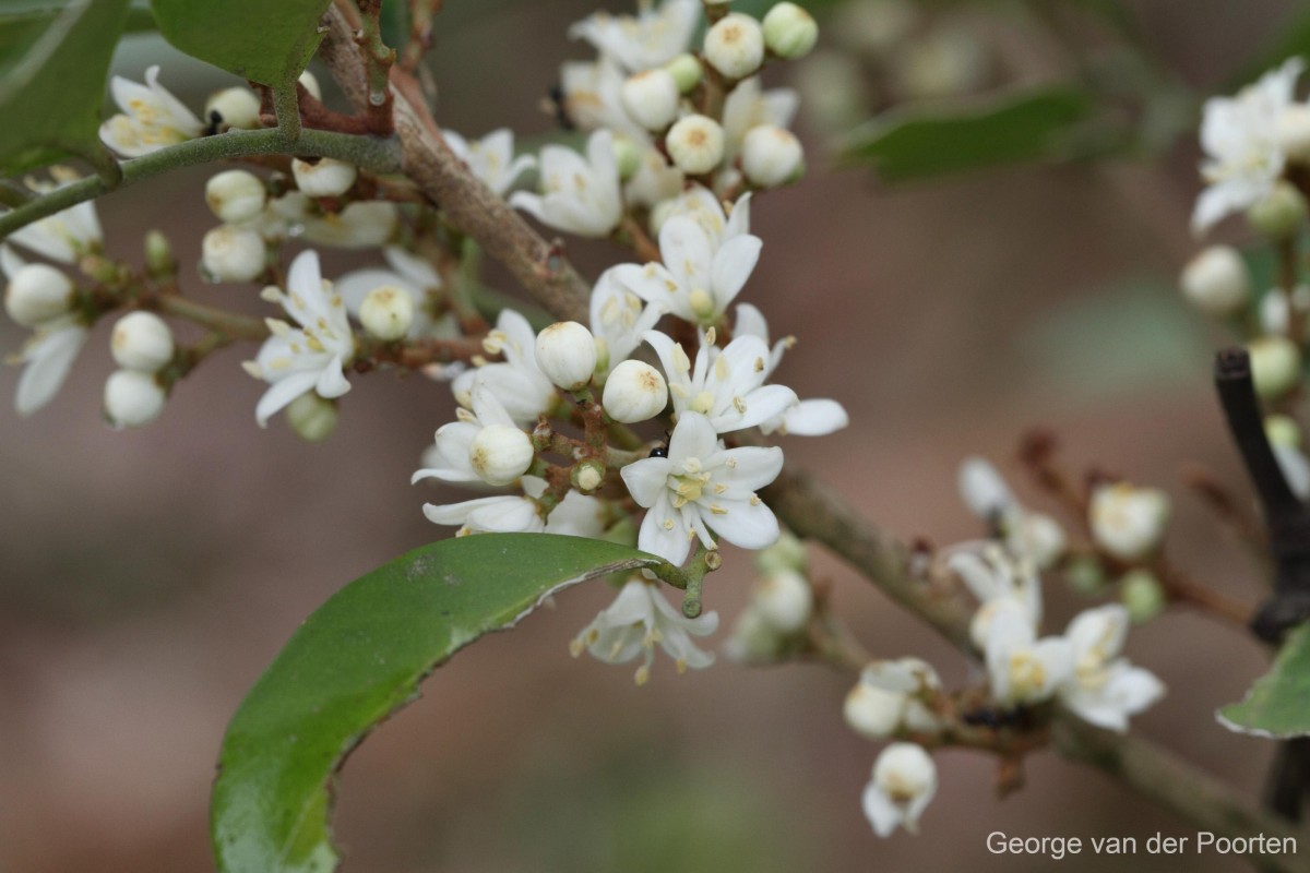 Glycosmis angustifolia Lindl. ex Wight & Arn.